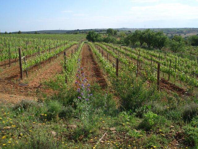 imagen 1 de Venta de magnífica finca en Campo Real (Madrid)