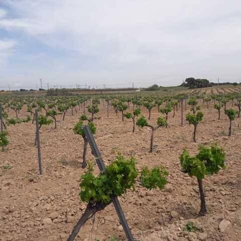 imagen 1 de Venta de viñedo en Villa del Prado (Madrid)