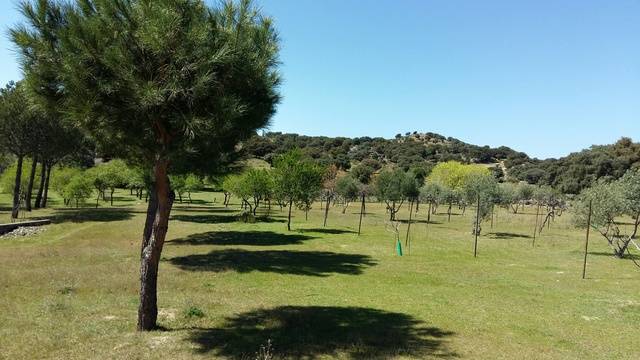 imagen 1 de Venta de preciosa finca en Colmenar del Arroyo (Madrid)