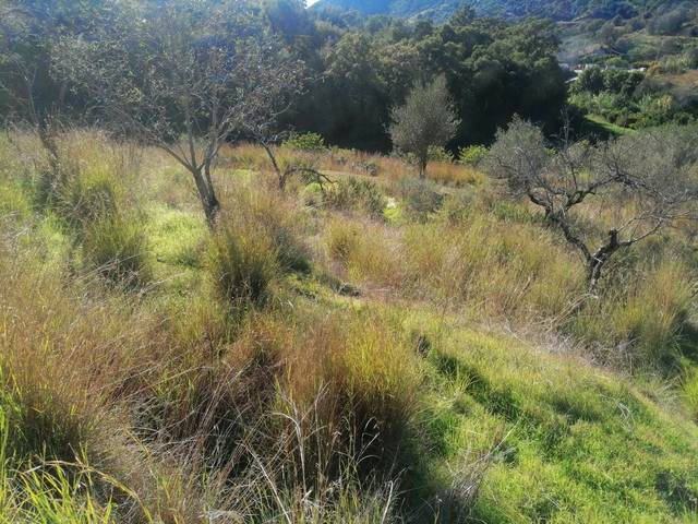 imagen 1 de Venta de finca en Marbella (Málaga)