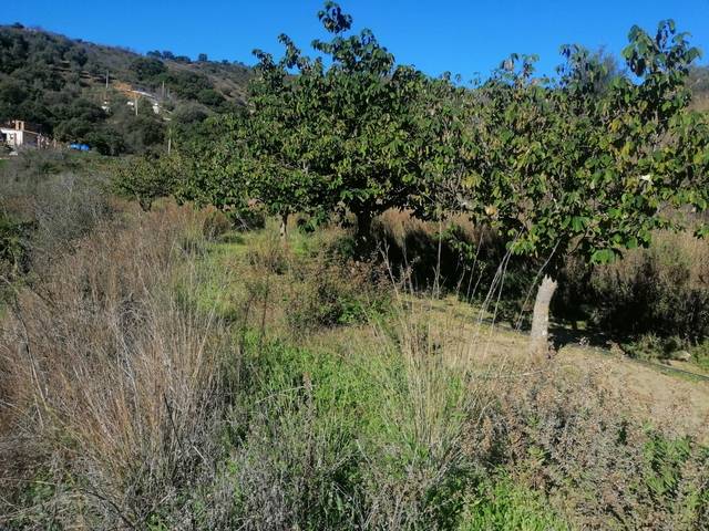 imagen 1 de Venta de finca en Marbella (Málaga)