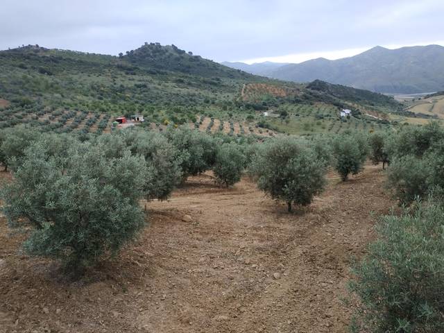imagen 1 de Venta de campo olivar en Casabermeja (Málaga)