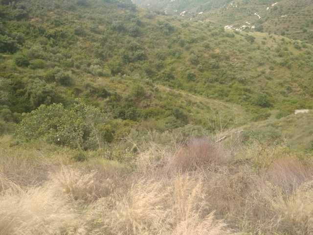 imagen 1 de Venta de tierras en Torrox (Málaga)