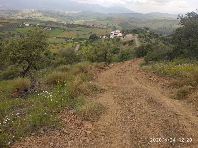 imagen 1 de Venta de finca olivar en Coín (Málaga)