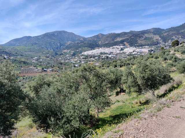imagen 1 de Venta de finca con olivos centenarios en Casarabonela (Málaga)