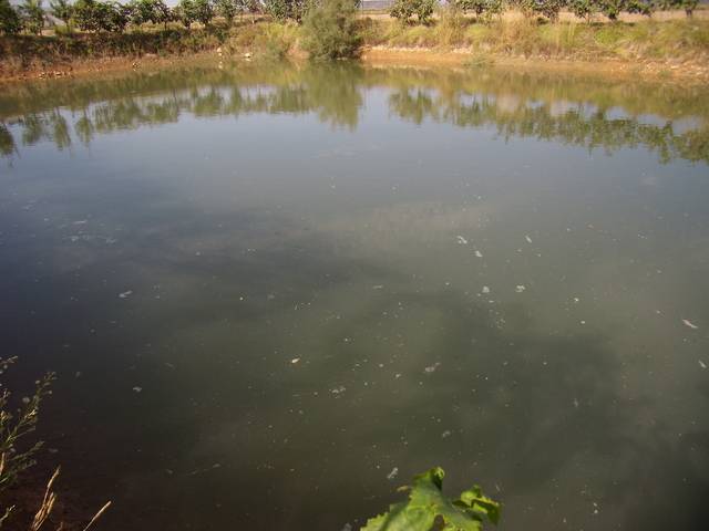 imagen 1 de Venta de viñedo