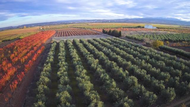 imagen 1 de Venta finca de olivos