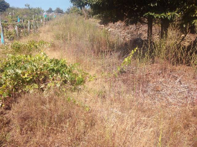 imagen 1 de Se vende finca de labor en A pobra de Tives