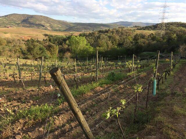 imagen 1 de Venta de viñedo en Laoruco