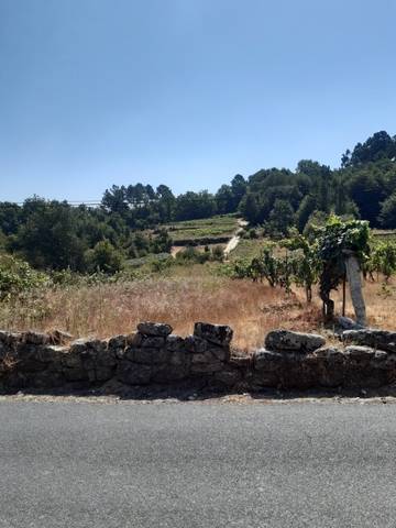 imagen 1 de Vendo viñedo en Leiro