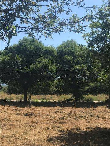 imagen 1 de Vendo terreno con frutales en Mpnterrey