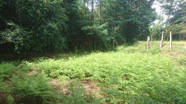 imagen 1 de Venta de finca rústica en Mos (Pontevedra)