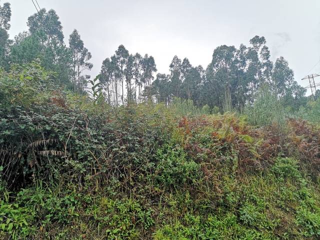 imagen 1 de Venta de terreno en O Porriño (Pontevedra)