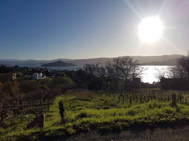 imagen 1 de Venta de terreno con viñedo en Poio (Pontevedra)