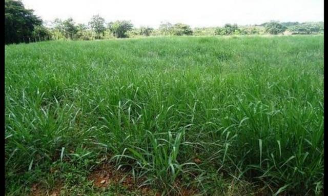 imagen 1 de Venta de finca de pasto en Rodeiro (Pontevedra)
