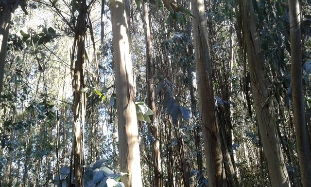 imagen 1 de Venta de terreno forestal en A graña
