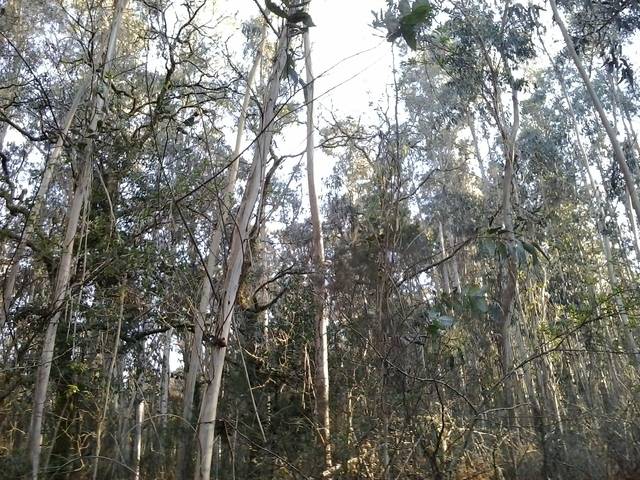 imagen 1 de Venta de terreno forestal en A graña