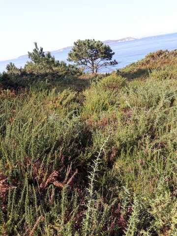 imagen 1 de Venta de terreno en Sanxenxo