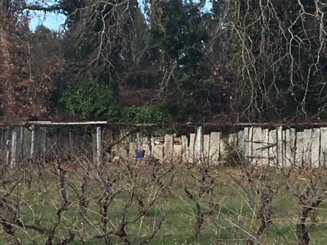 imagen 1 de Venta de terreno con viñedo en Caldas de Reis