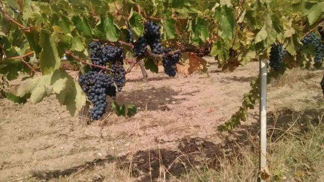 imagen 1 de Venta def inca con merendero y viñedo en Salamanca