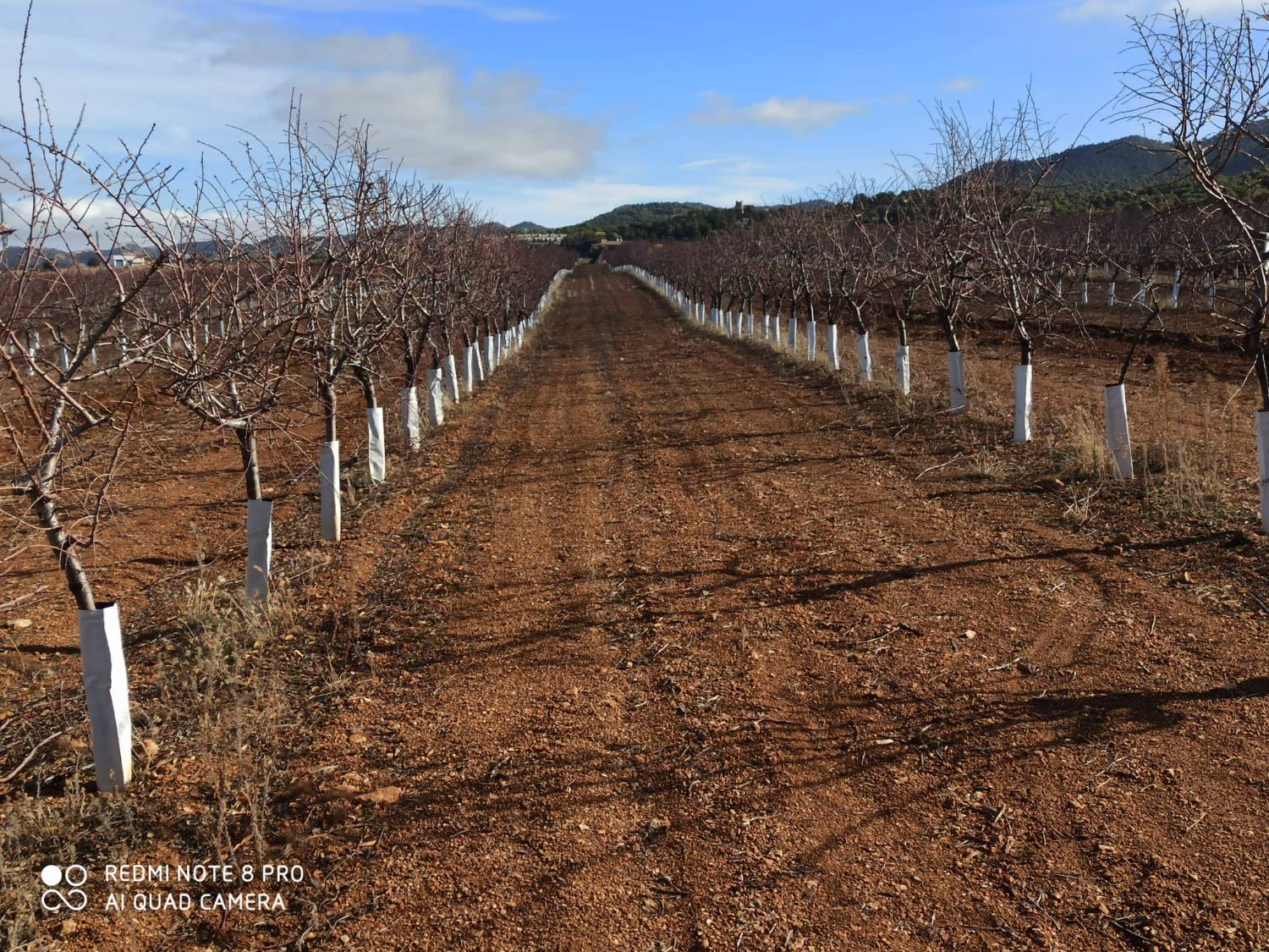 imagen 1 de Finca de almendros superintensivo ecológico Guadix