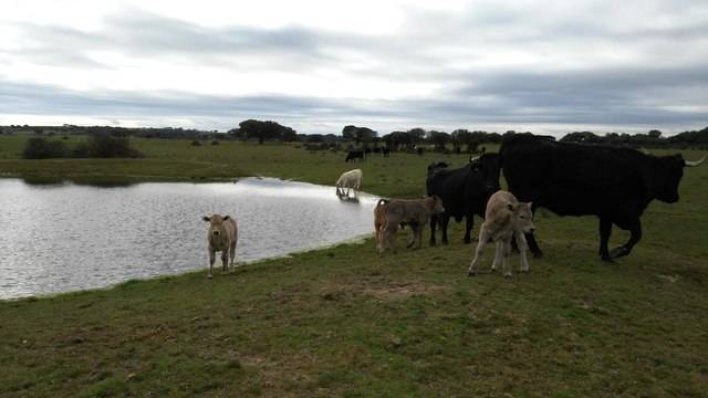imagen 1 de Venta de finca en Zafrón (Salamanca)