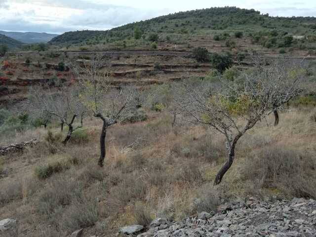 imagen 1 de Venta de finca de almendros en Salamanca