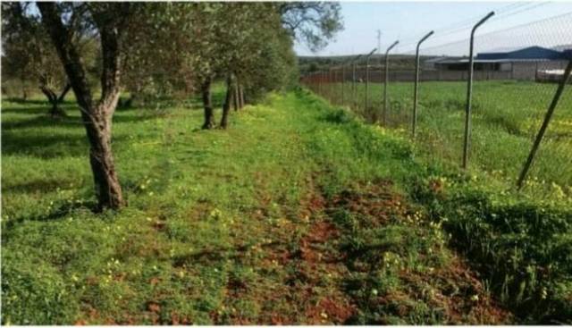 imagen 1 de Venta de olivar en Pilas (Sevilla)