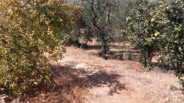 imagen 1 de Venta de olivar con casa en Bollullos  de la Mitación (Sevilla)
