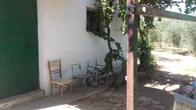 imagen 1 de Venta de olivar con casa en Bollullos  de la Mitación (Sevilla)