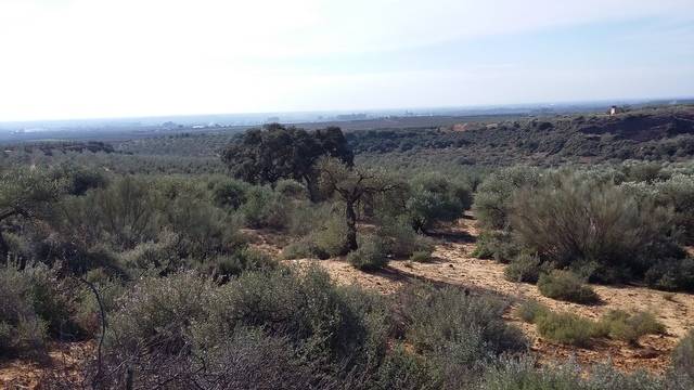 imagen 2 de Venta de olivar en Alcolea del Río (Sevilla)