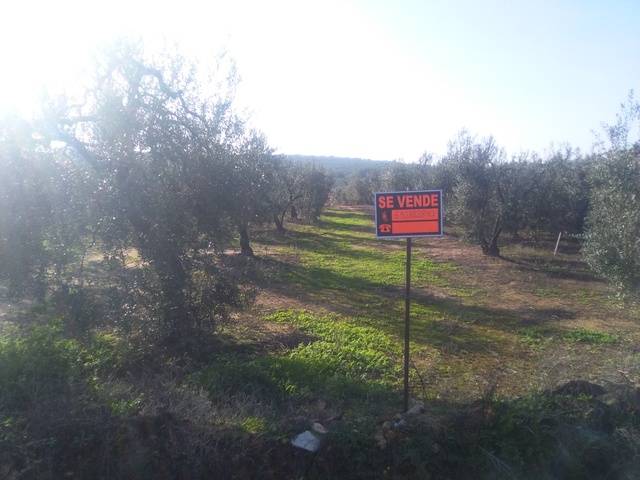 imagen 1 de Venta de finca con olivos en Pilas (Sevilla)