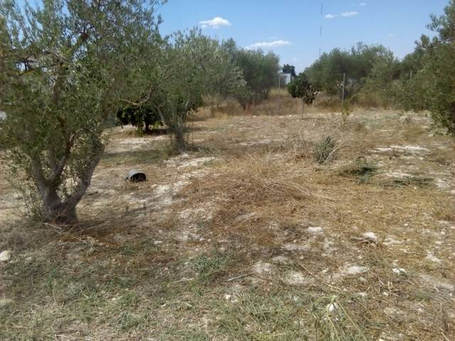 imagen 1 de Venta de terreno rústico en Los Palacios y Villafranca (Sevilla)