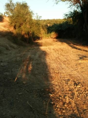 imagen 1 de Venta de finca rústica con buen acceso en Sanlucar La Mayor