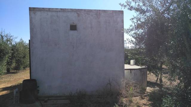 imagen 1 de Venta de finca con olivos en Pilas