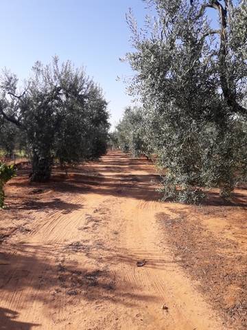 imagen 1 de Venta de finca con olivos y frutales en Pilas (Sevilla)