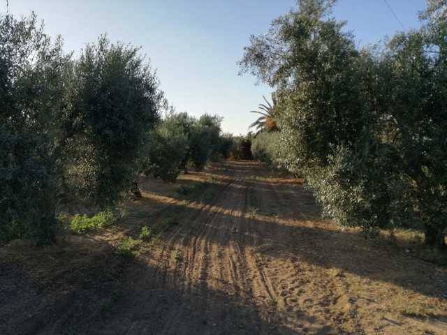 imagen 1 de Venta de finca con casa y naves en Utrera (Sevilla)