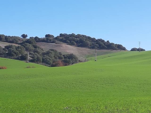 imagen 1 de Venta de finca de secano en Utrera (Sevilla)