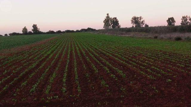 imagen 1 de Venta de terreno de regadío en Los Palacios (Sevilla)
