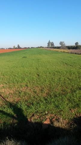 imagen 1 de Venta de terreno de regadío en Los Palacios (Sevilla)