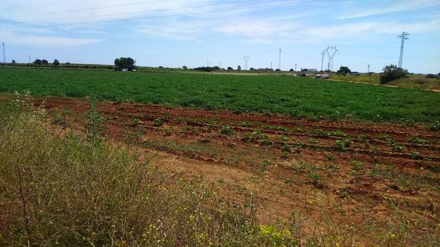 imagen 1 de Venta de finca de regadío y con buen acceso en Brenes