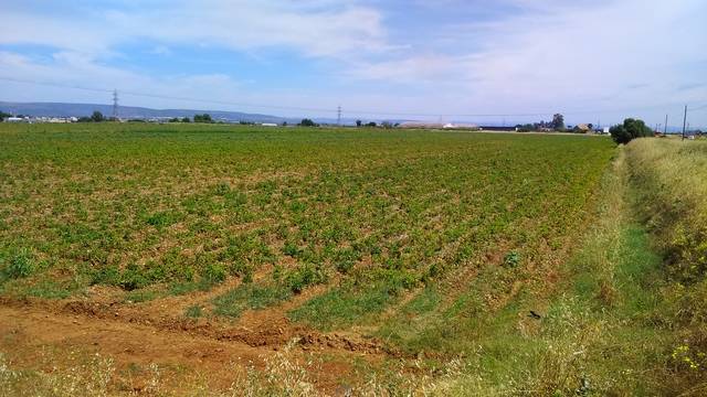 imagen 1 de Venta de finca de regadío en Brenes (Sevilla)