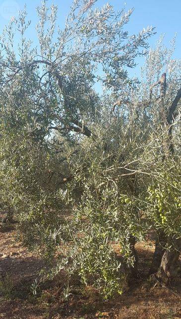 imagen 1 de Venta de finca de olivos con casa en Carmona