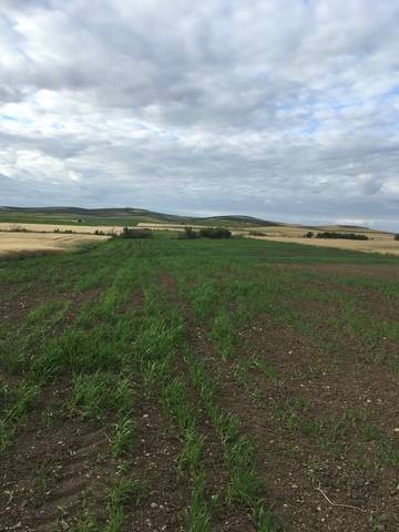 imagen 1 de Venta de finca en Paradas (Sevilla)
