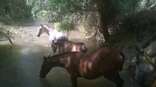 imagen 1 de Estupenda finca con instalaciones hípicas