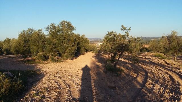 imagen 1 de Venta de finca de olivar en Osuna (Sevilla)