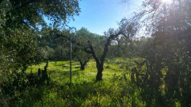 imagen 1 de Venta de parcela en Tomares (Sevilla)