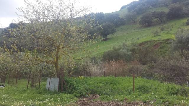 imagen 1 de Venta de finca con cortijo en Morón de la Frontera (Sevilla)