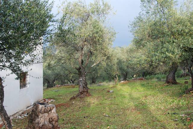 imagen 1 de Venta de finca vallada en Almadén de la Plata