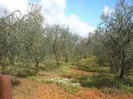 imagen 1 de Venta de finca de olivos edificable en Pilas